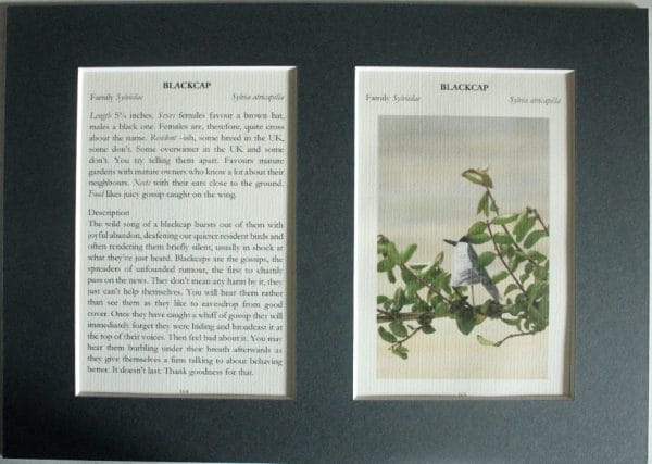 Blackcap