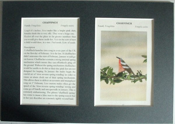 Chaffinch