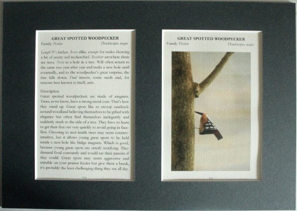 Great Spotted Woodpecker