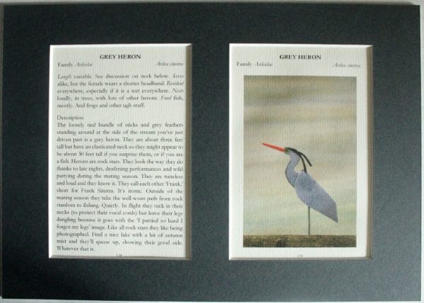 Grey Heron