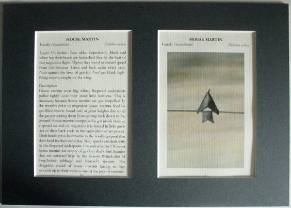 House Martin