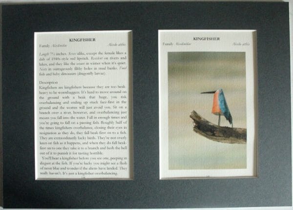 Kingfisher