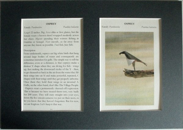 Osprey