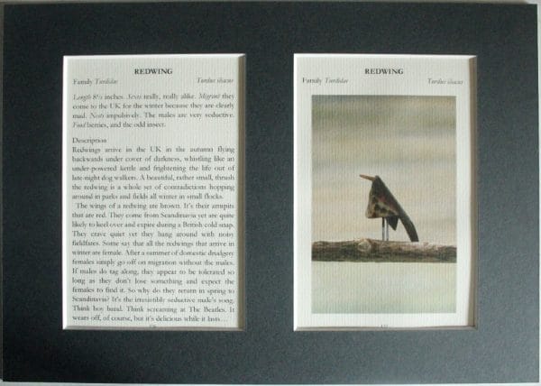 Redwing