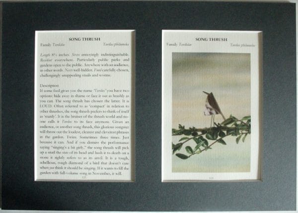 Song Thrush
