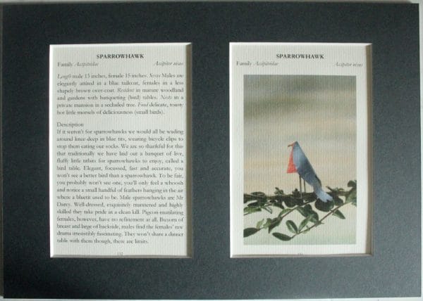 Sparrowhawk