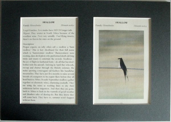 Swallow