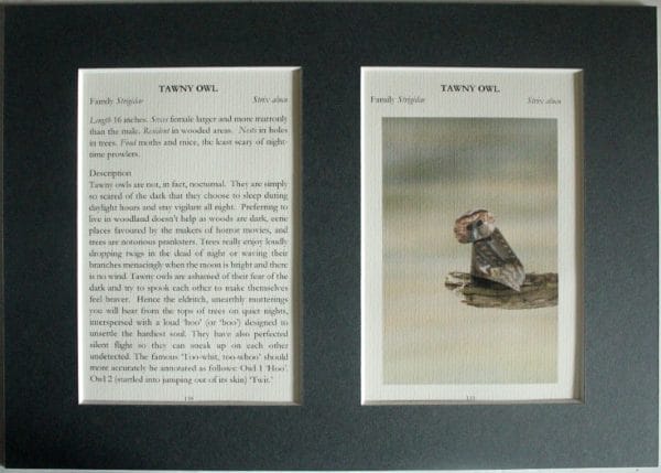Tawny Owl