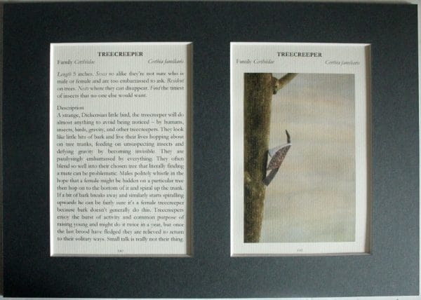 Treecreeper